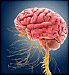 brain and nerves